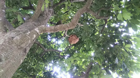 京都府宇治市で樹木に営巣したコガタスズメバチの蜂の巣駆除