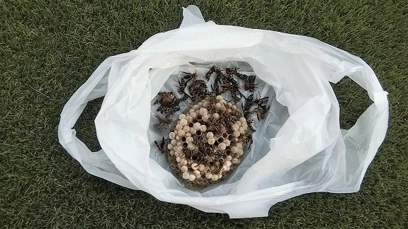 滋賀県守山市でブランコ下に営巣したアシナガバチの蜂の巣駆除