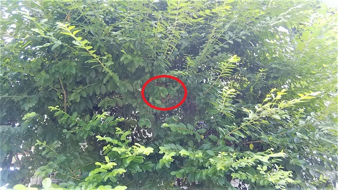 滋賀県守山市で庭木に営巣したコガタスズメバチの蜂の巣駆除