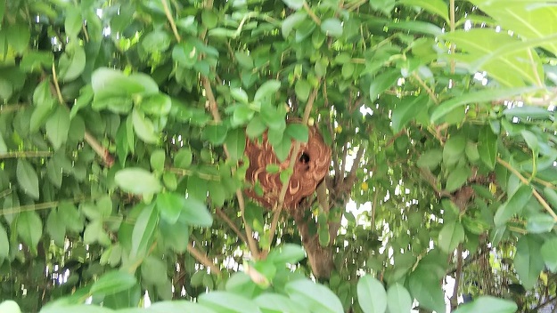 滋賀県守山市で庭木に営巣したコガタスズメバチの蜂の巣駆除
