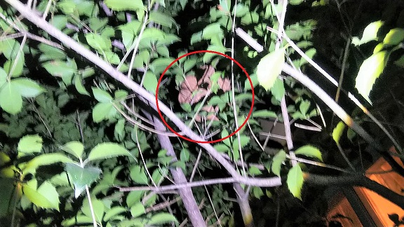 滋賀県守山市で庭木に営巣したコガタスズメバチの蜂の巣駆除