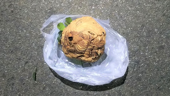 滋賀県守山市で庭木に営巣したコガタスズメバチの蜂の巣駆除