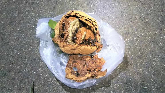 滋賀県守山市で庭木に営巣したコガタスズメバチの蜂の巣駆除
