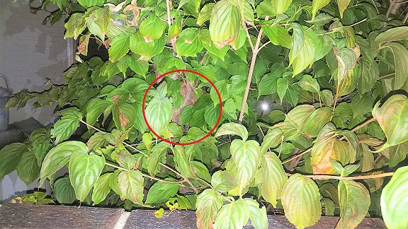滋賀県守山市で庭木に営巣したコガタスズメバチの蜂の巣駆除