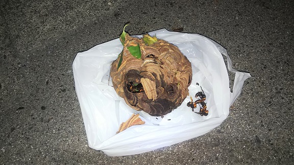 滋賀県守山市で庭木に営巣したコガタスズメバチの蜂の巣駆除