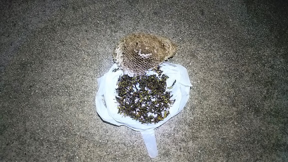 滋賀県守山市で外壁に営巣したアシナガバチの蜂の巣駆除