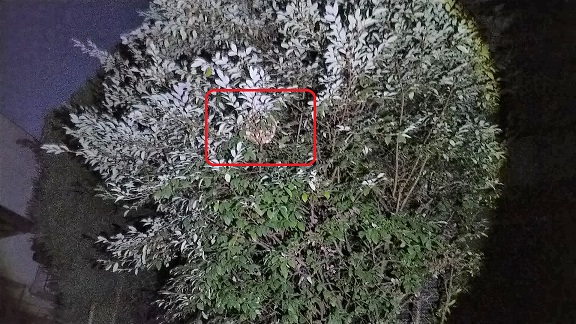 滋賀県守山市で庭木に営巣したコガタスズメバチの蜂の巣駆除