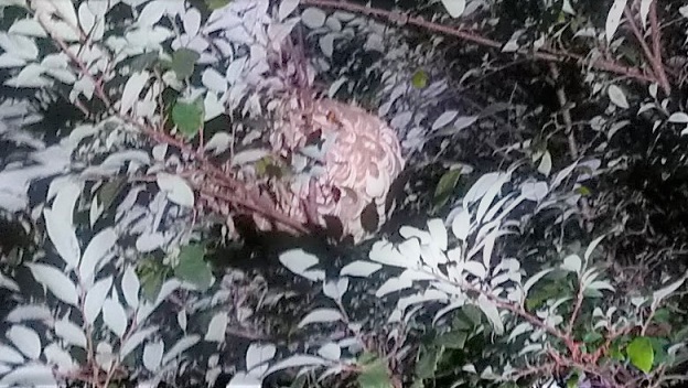 滋賀県守山市で庭木に営巣したコガタスズメバチの蜂の巣駆除