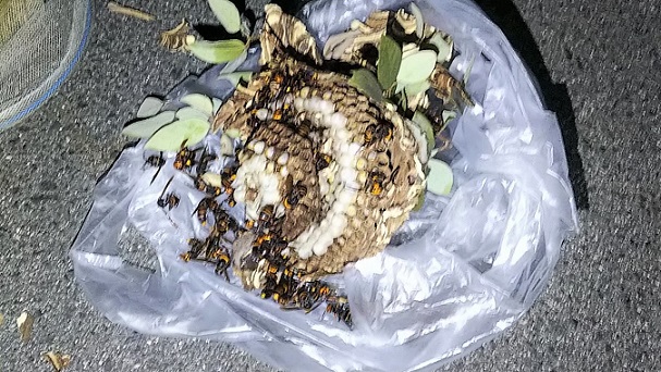 滋賀県守山市で庭木に営巣したコガタスズメバチの蜂の巣駆除