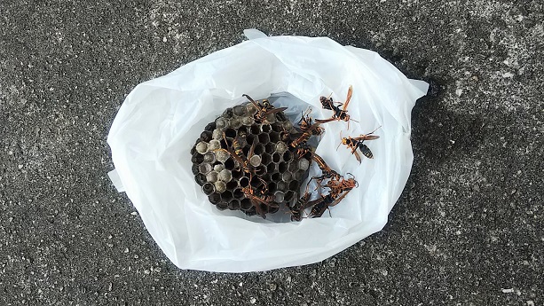 大阪府三島郡島本町で橋の下に営巣したアシナガバチ蜂の巣駆除