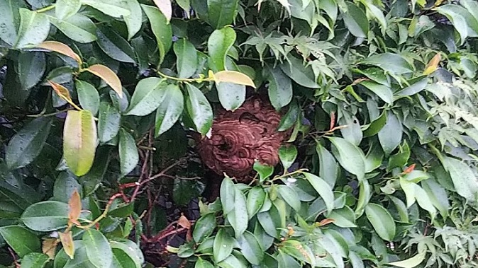 滋賀県彦根市で庭木に営巣したコガタスズメバチの蜂の巣駆除