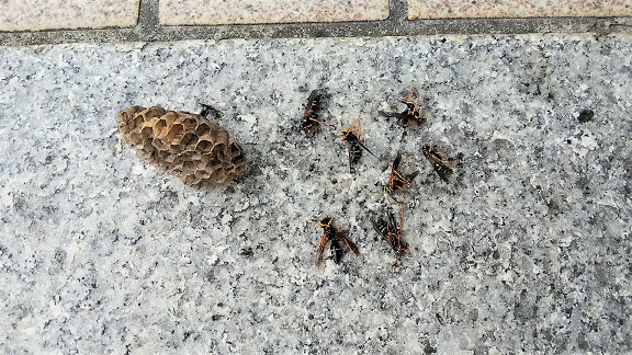 滋賀県愛知郡愛荘町で１階軒下に営巣したアシナガバチの蜂の巣駆除
