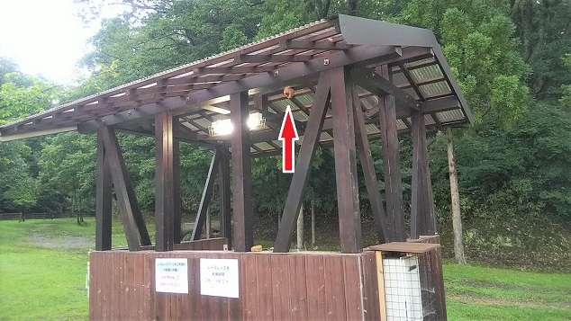 滋賀県蒲生郡日野町でキャンプ場内の屋外炊事小屋の天井に営巣したキイロスズメバチの蜂の巣駆除