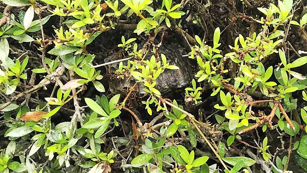 滋賀県東近江市で植込みに営巣したアシナガバチの蜂の巣駆除