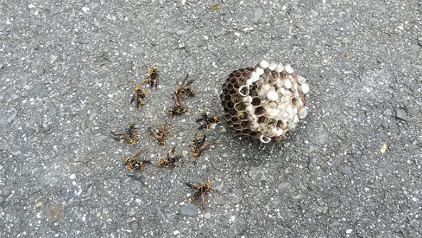 滋賀県東近江市で植込みに営巣したアシナガバチの蜂の巣駆除