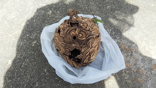 大阪府枚方市で庭木に営巣したコガタスズメバチの蜂の巣駆除