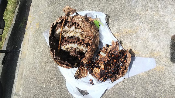 大阪府枚方市で庭木に営巣したコガタスズメバチの蜂の巣駆除