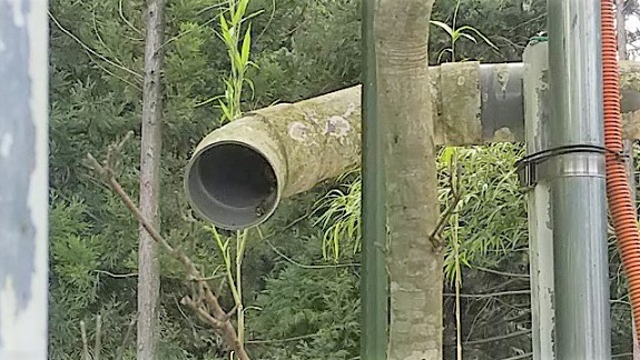 滋賀県栗東市で厩舎のパイプ柵の中に営巣したキイロスズメバチの蜂の巣駆除