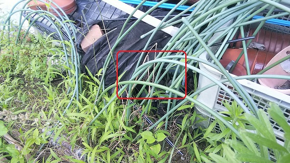 滋賀県湖南市で庭に営巣したアシナガバチの蜂の巣駆除