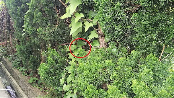 滋賀県湖南市で垣根に営巣したコガタスズメバチの蜂の巣駆除