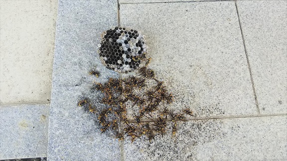 滋賀県甲賀市甲南町で１階軒下に営巣したアシナガバチの蜂の巣駆除