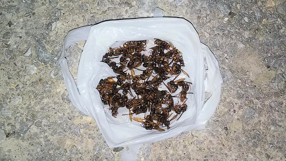 滋賀県米原市で２階屋根裏に営巣したキイロスズメバチの蜂の巣駆除