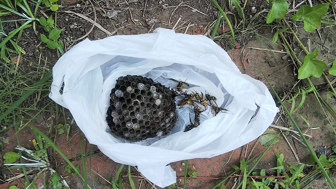 大阪府茨木市で庭木に営巣したアシナガバチの蜂の巣駆除