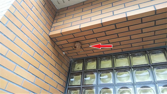 滋賀県草津市でプールの外壁軒下に営巣したキイロスズメバチの蜂の巣駆除