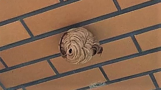 滋賀県草津市でプールの外壁軒下に営巣したキイロスズメバチの蜂の巣駆除