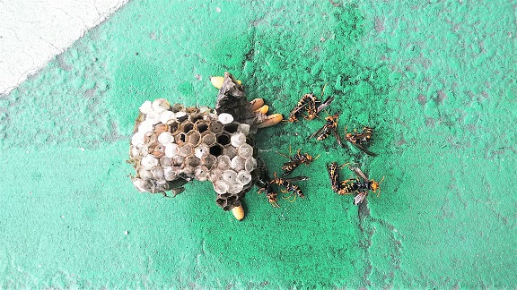 滋賀県草津市でガレージ天井に営巣したアシナガバチの蜂の巣駆除