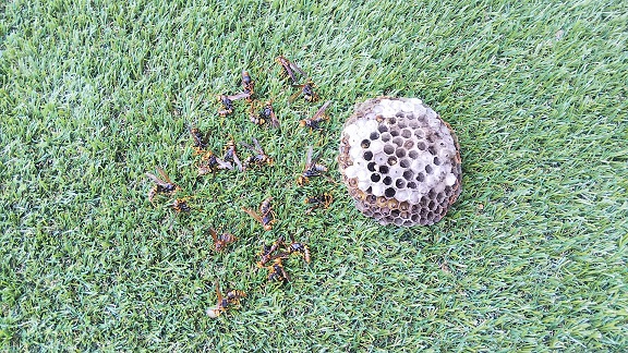 滋賀県近江八幡市で外壁サッシ下に営巣したアシナガバチの蜂の巣駆除