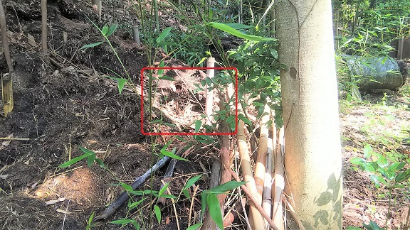 滋賀県野洲市で竹林（地中）に営巣したオオスズメバチの蜂の巣駆除