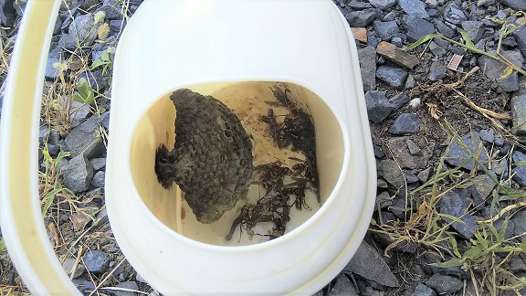 滋賀県長浜市でじょうろの中に営巣したアシナガバチの蜂の巣駆除