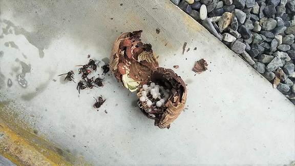 滋賀県高島市で庭門の軒下に営巣したコガタスズメバチの蜂の巣駆除