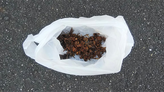 大阪府高槻市で１階軒天内に営巣したキイロスズメバチの蜂の巣駆除