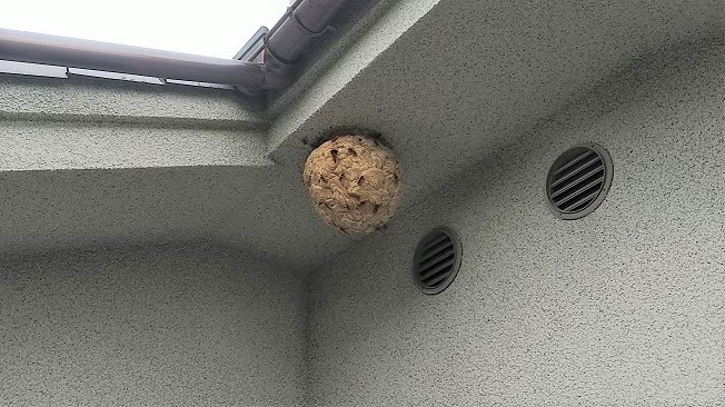 大阪府高槻市で２階軒下に営巣したキイロスズメバチの蜂の巣駆除