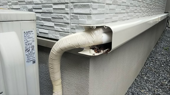 大阪府高槻市で室外機配管カバー内に営巣したアシナガバチの蜂の巣駆除