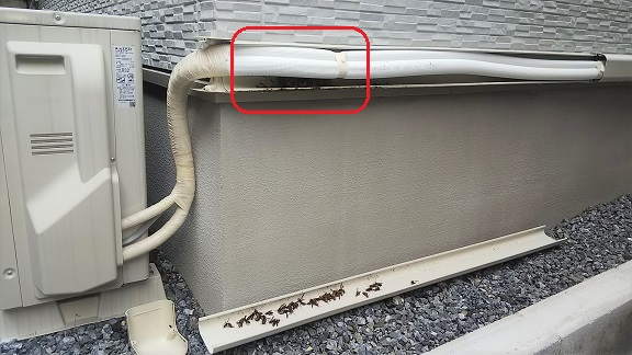 大阪府高槻市で室外機配管カバー内に営巣したアシナガバチの蜂の巣駆除