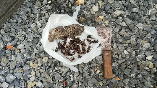大阪府高槻市で室外機配管カバー内に営巣したアシナガバチの蜂の巣駆除