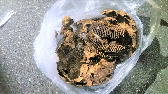 大阪府高槻市で２階軒下に営巣したキイロスズメバチの蜂の巣駆除