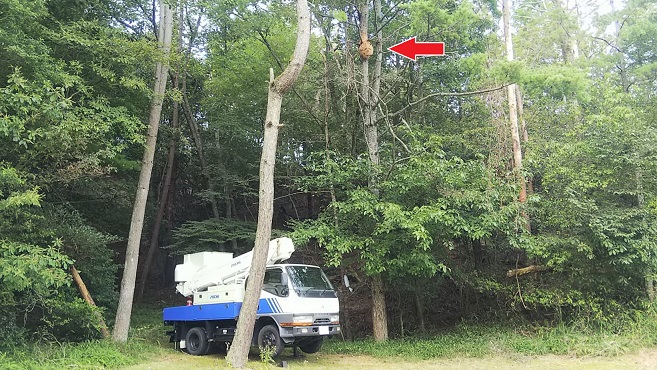 滋賀県甲賀市信楽町でゴルフ場コース脇の樹木に営巣したキイロスズメバチの蜂の巣駆除