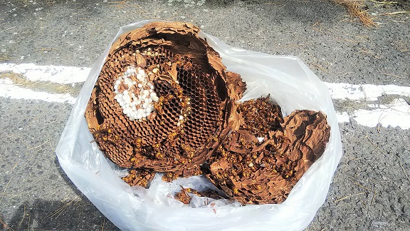 滋賀県甲賀市信楽町でクラブハウス2階軒下に営巣したキイロスズメバチの蜂の巣駆除