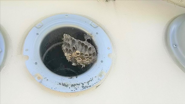 京都府八幡市で通気ダクト内に営巣したアシナガバチの蜂の巣駆除