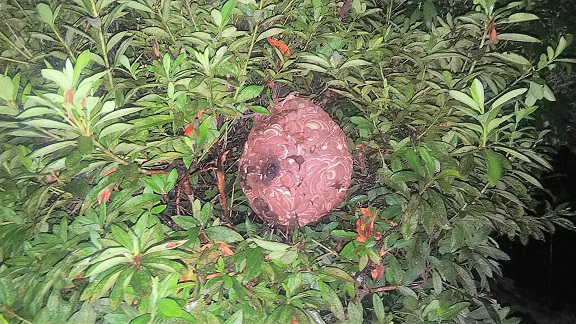 滋賀県大津市で庭木に営巣したコガタスズメバチの蜂の巣駆除