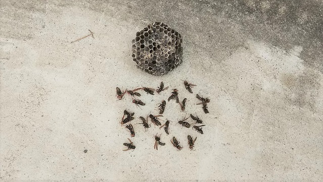 滋賀県大津市で２階軒下に営巣したアシナガバチの蜂の巣駆除