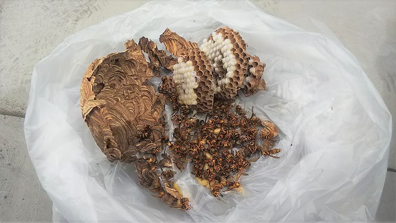 滋賀県大津市で隣家の２階軒下に営巣したキイロスズメバチの蜂の巣駆除