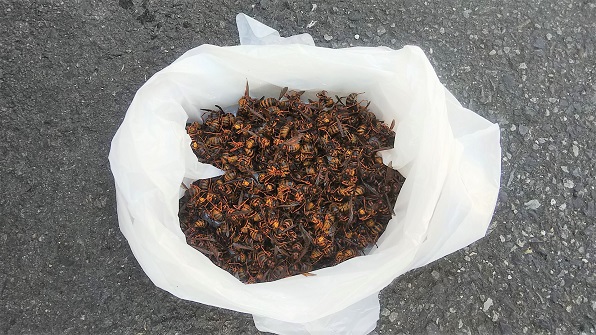 滋賀県大津市で１階軒天内に営巣したキイロスズメバチの蜂の巣駆除
