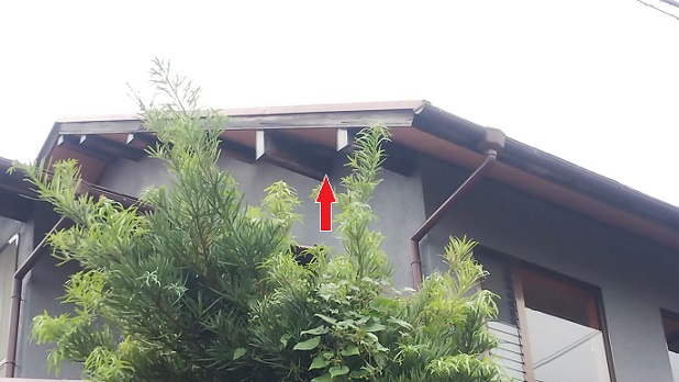 滋賀県大津市で２階軒下に営巣したアシナガバチの蜂の巣駆除