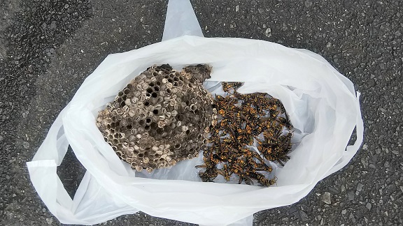 滋賀県大津市で２階軒下に営巣したアシナガバチの蜂の巣駆除