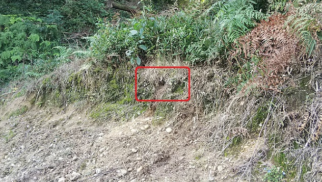 京都府宇治市で法面の地中に営巣したクロスズメバチの蜂の巣駆除